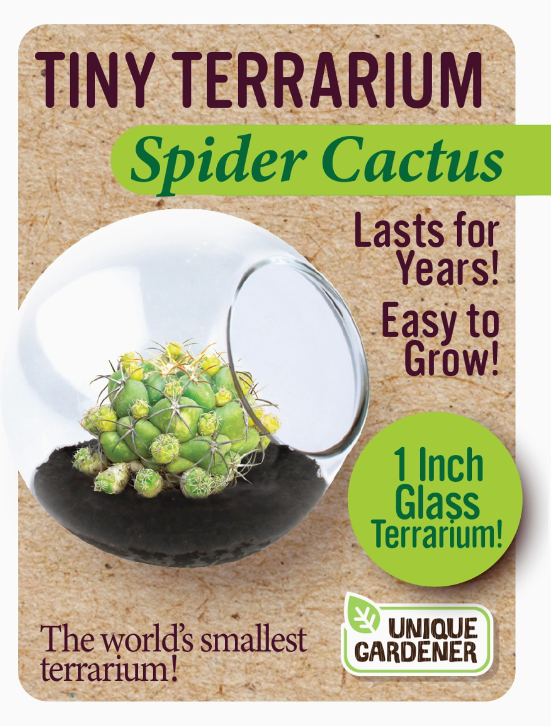 Tiny Terrarium Cactus