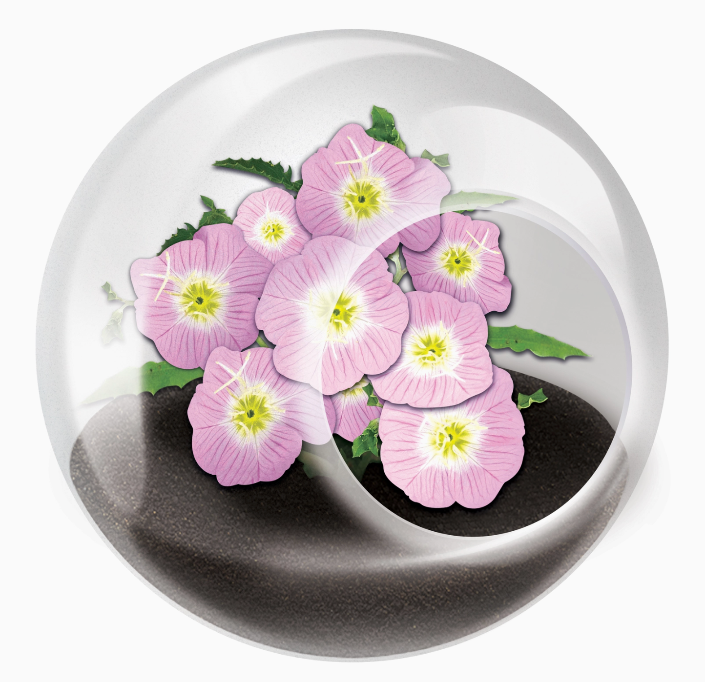 Tiny Terrarium Flowering