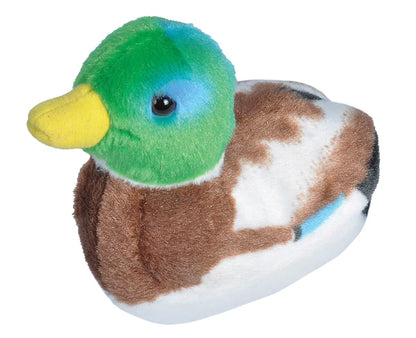 Audubon Birds