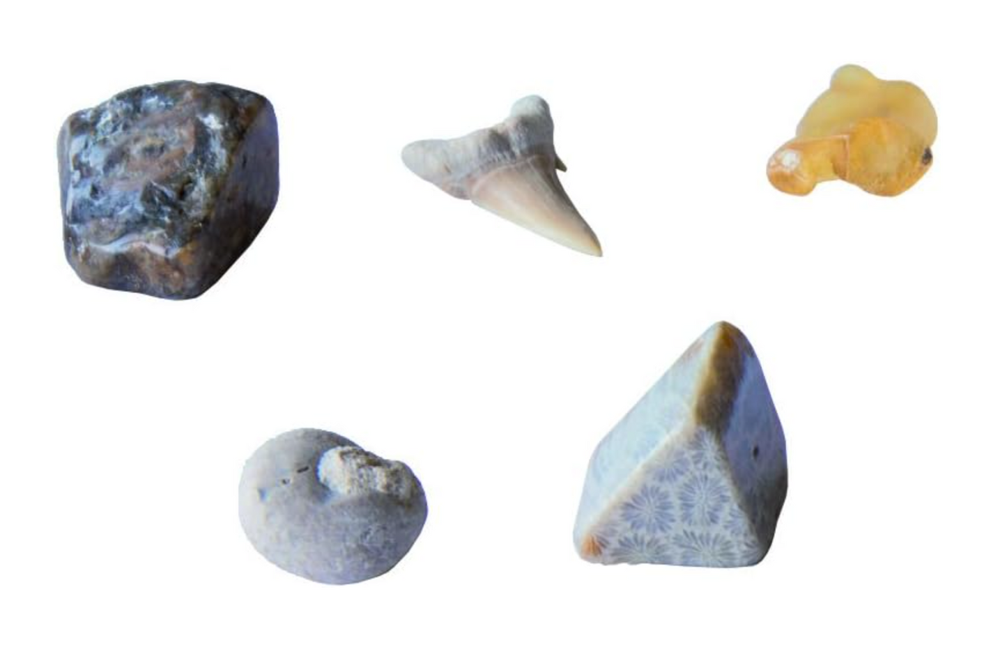 I Dig It Fossils Real Fossils Excavation Kit