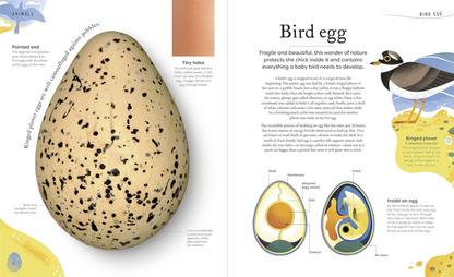 Nature's Treasures Tales Of More Than 100 Extraordinary Objects From Nature