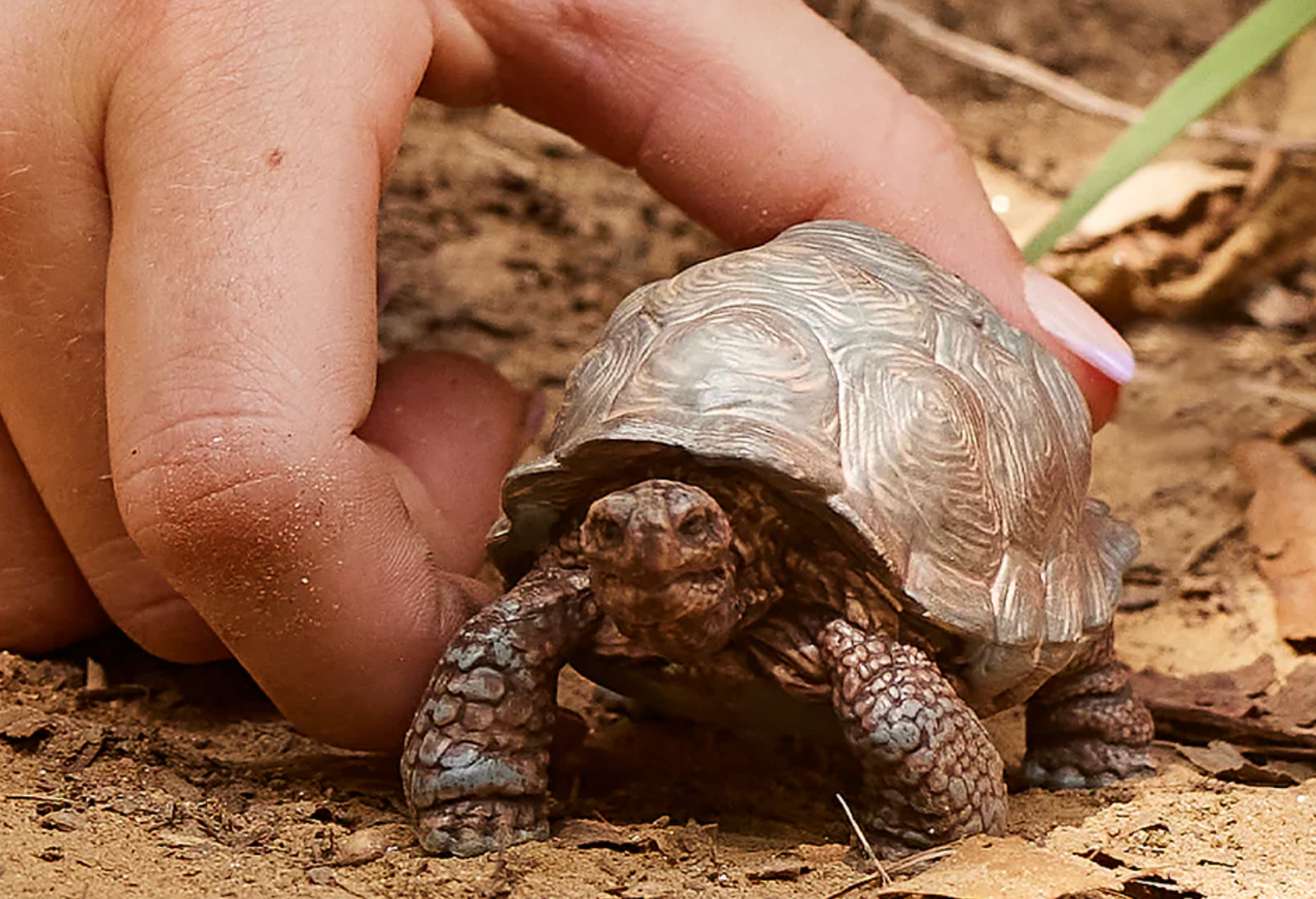 Schleich Animal - Giant Tortoise