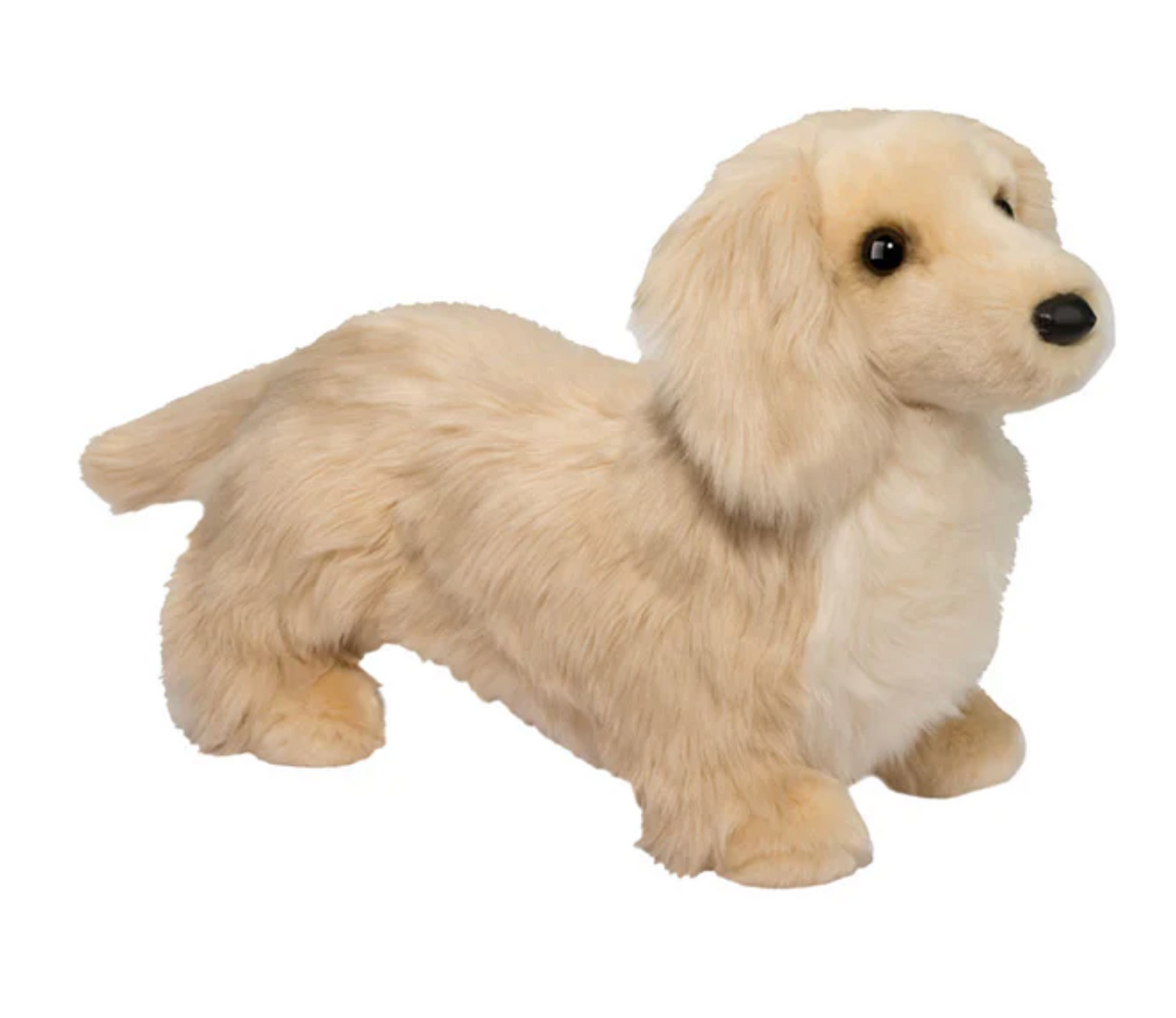 Haisley Golden Dachshund