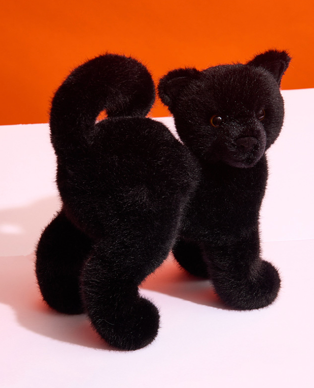 Scaredy Black Cat