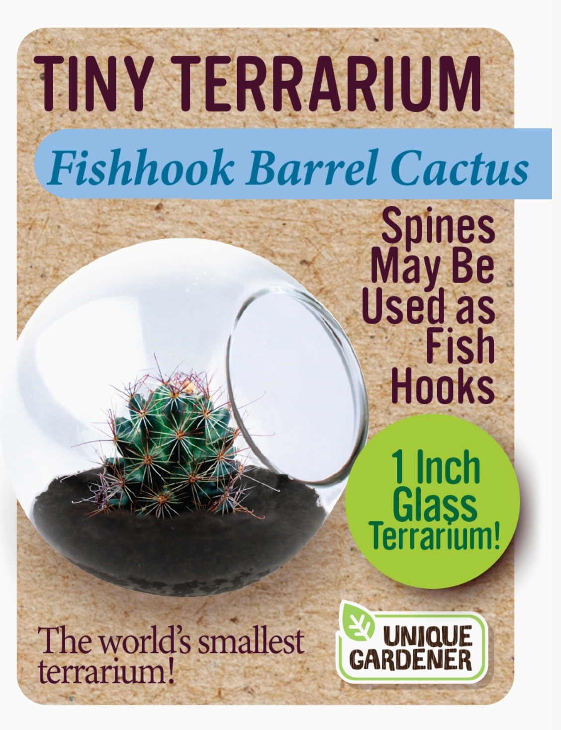 Tiny Terrarium Cactus