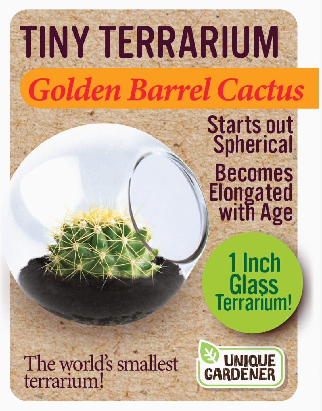Tiny Terrarium Cactus