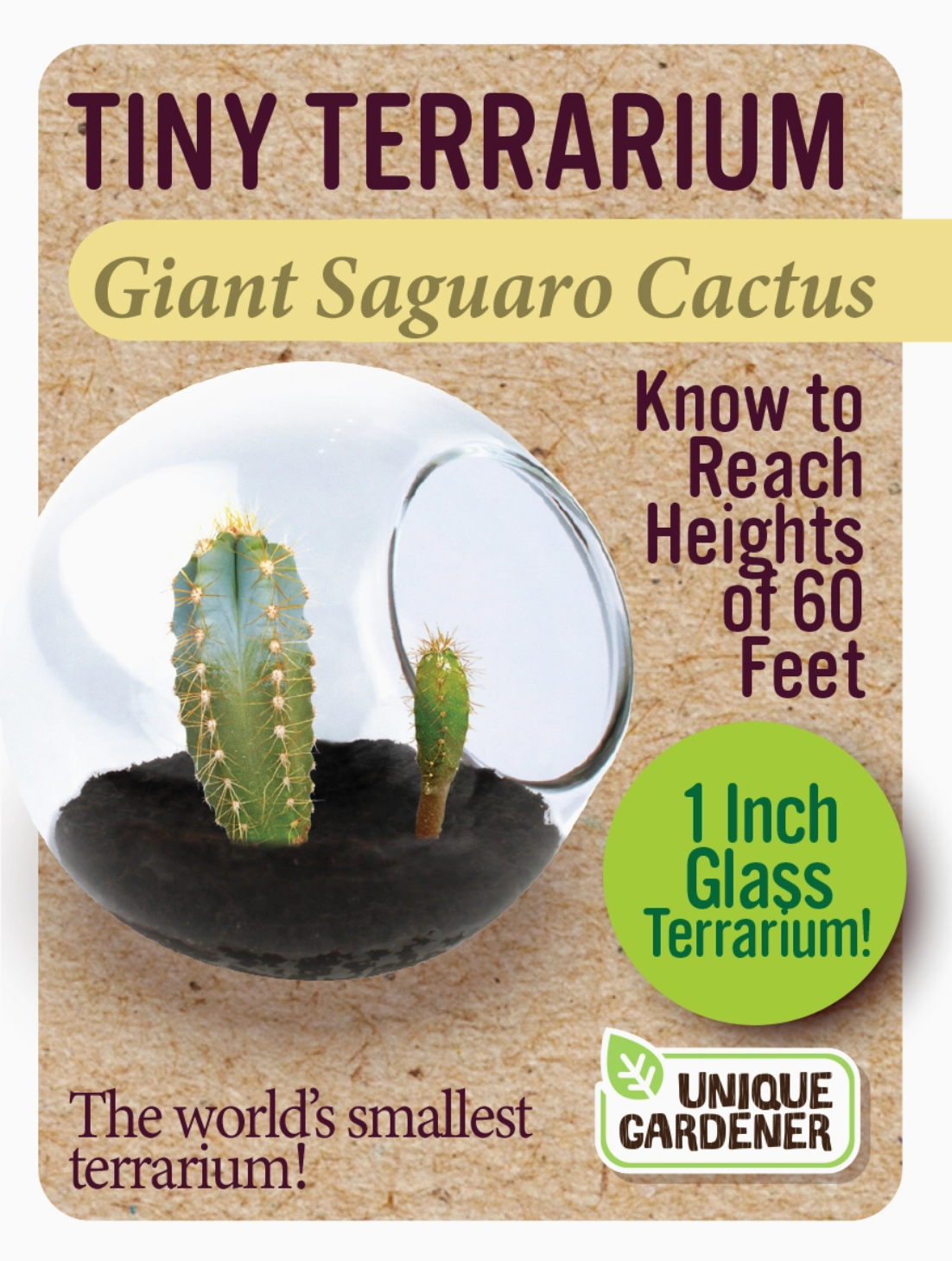 Tiny Terrarium Cactus