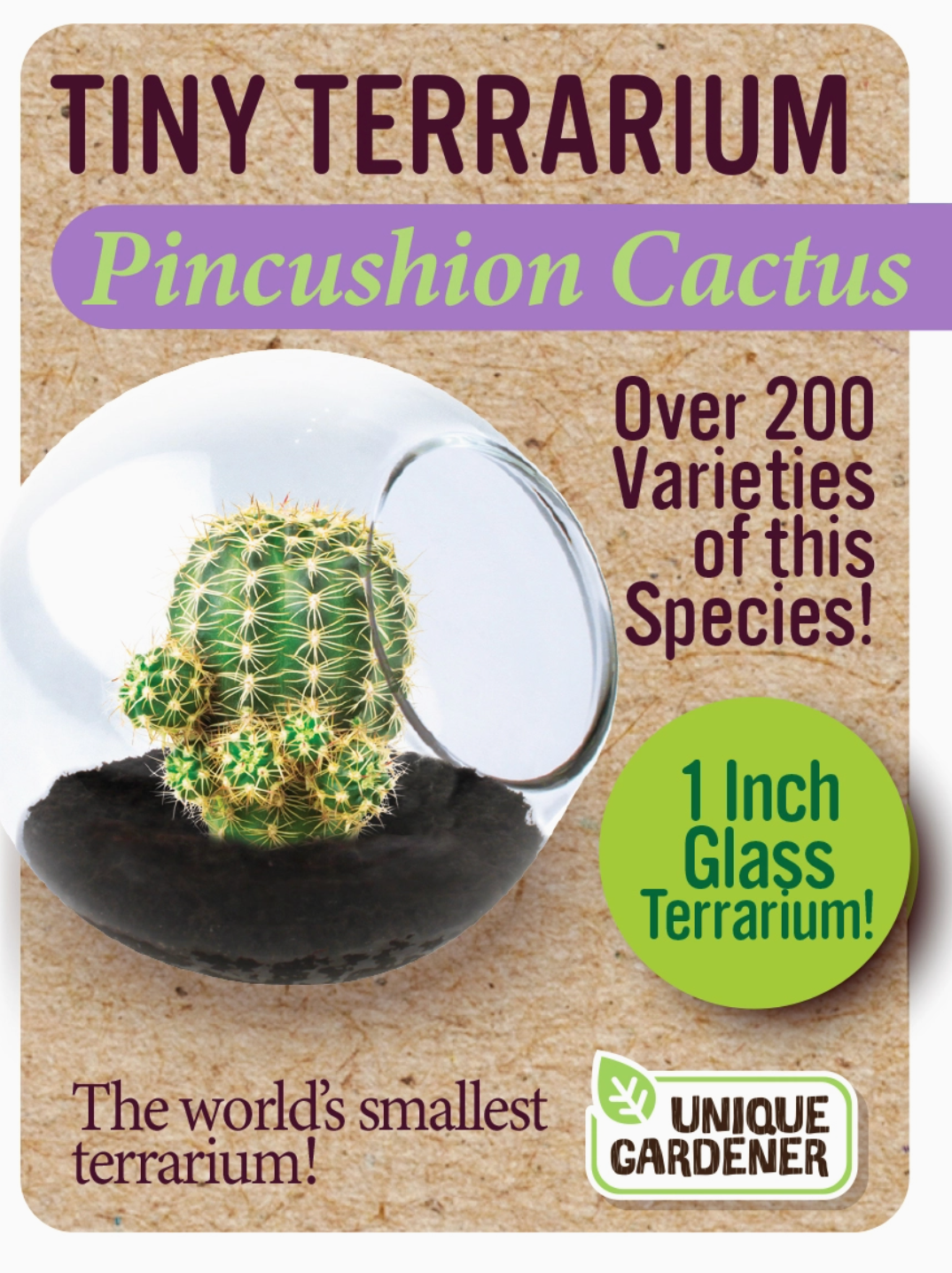 Tiny Terrarium Cactus