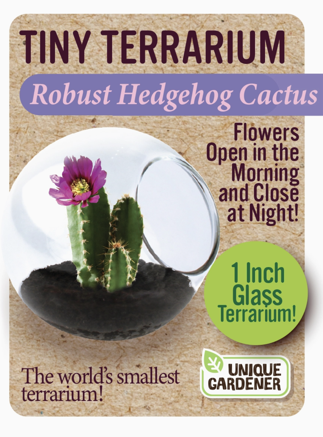 Tiny Terrarium Cactus