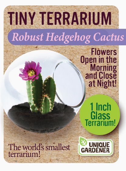 Tiny Terrarium Cactus