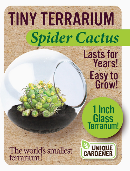 Tiny Terrarium Cactus