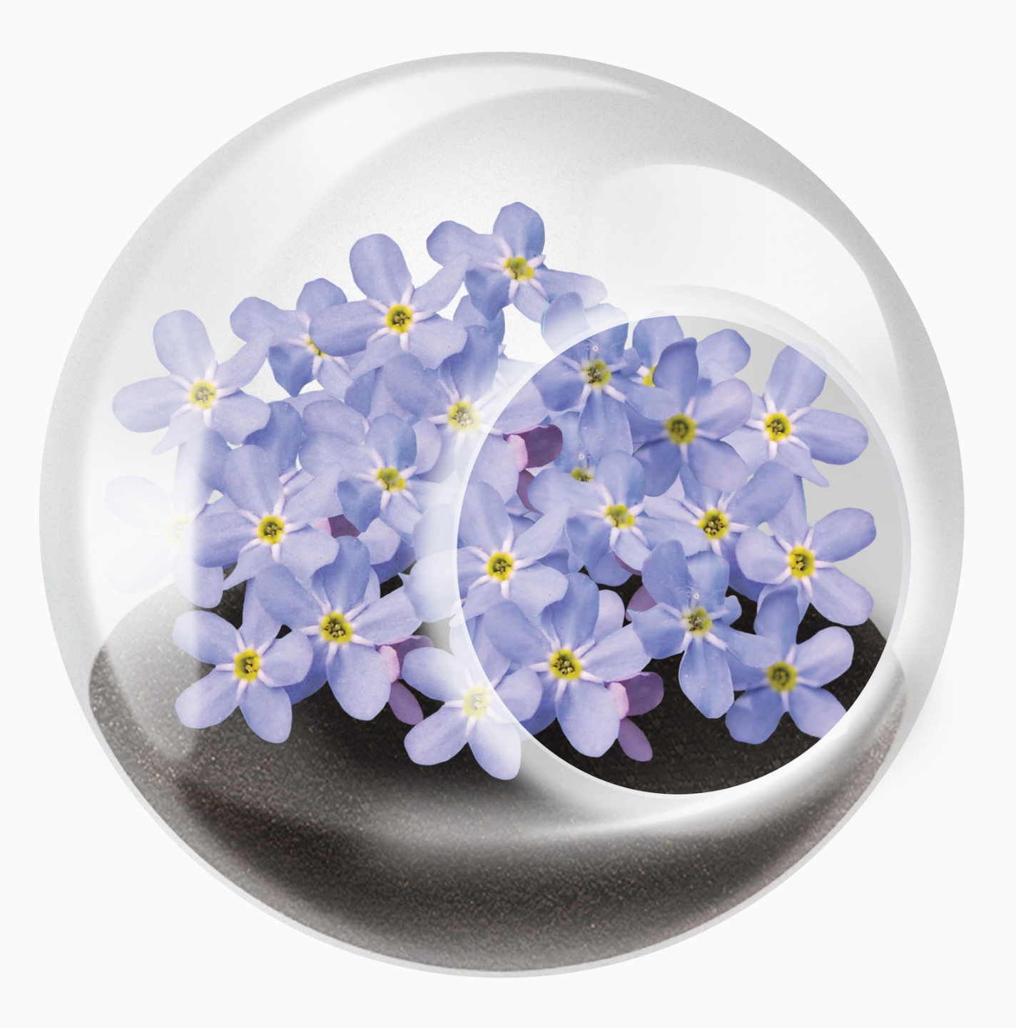 Tiny Terrarium Flowering