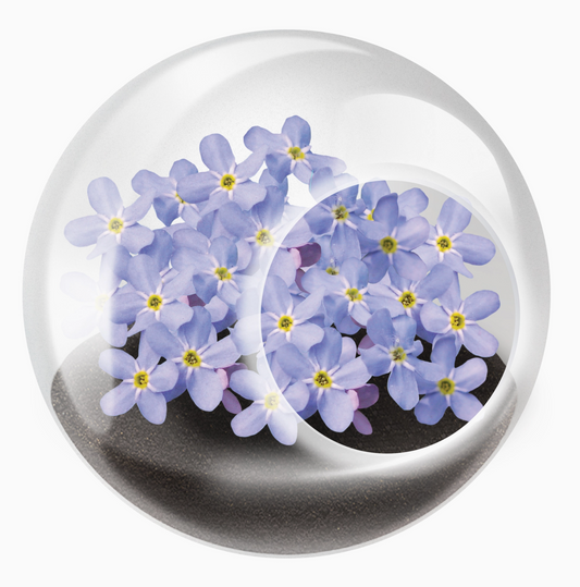 Tiny Terrarium Flowering