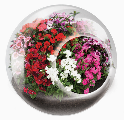 Tiny Terrarium Flowering