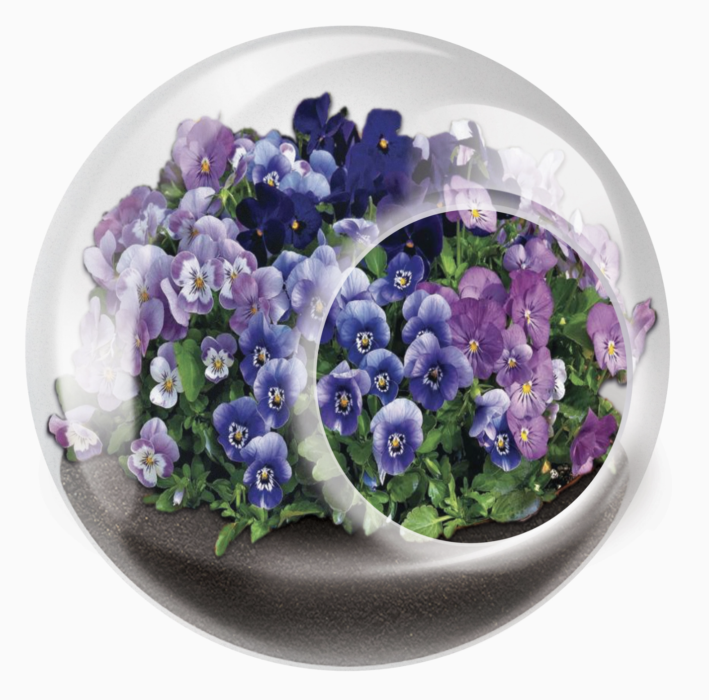 Tiny Terrarium Flowering