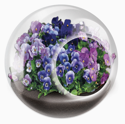 Tiny Terrarium Flowering