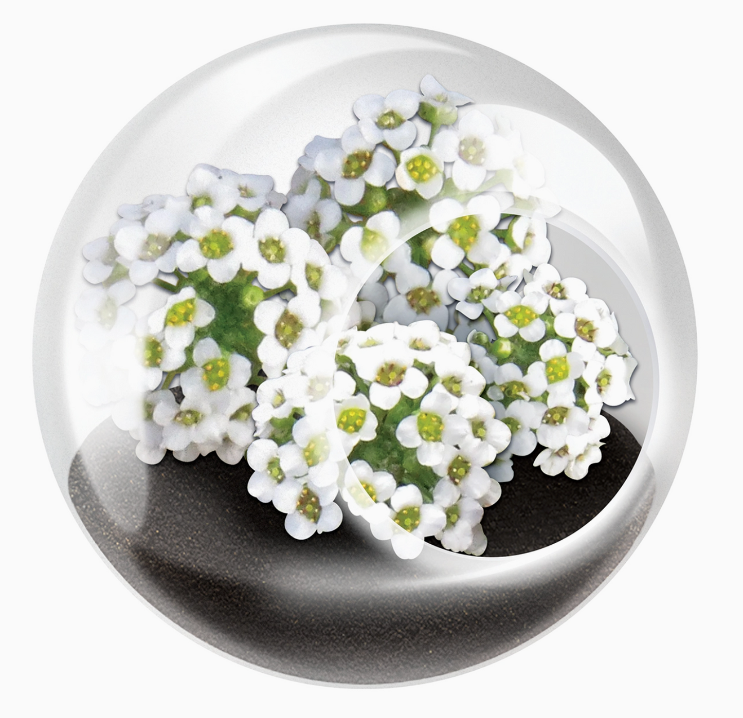 Tiny Terrarium Flowering