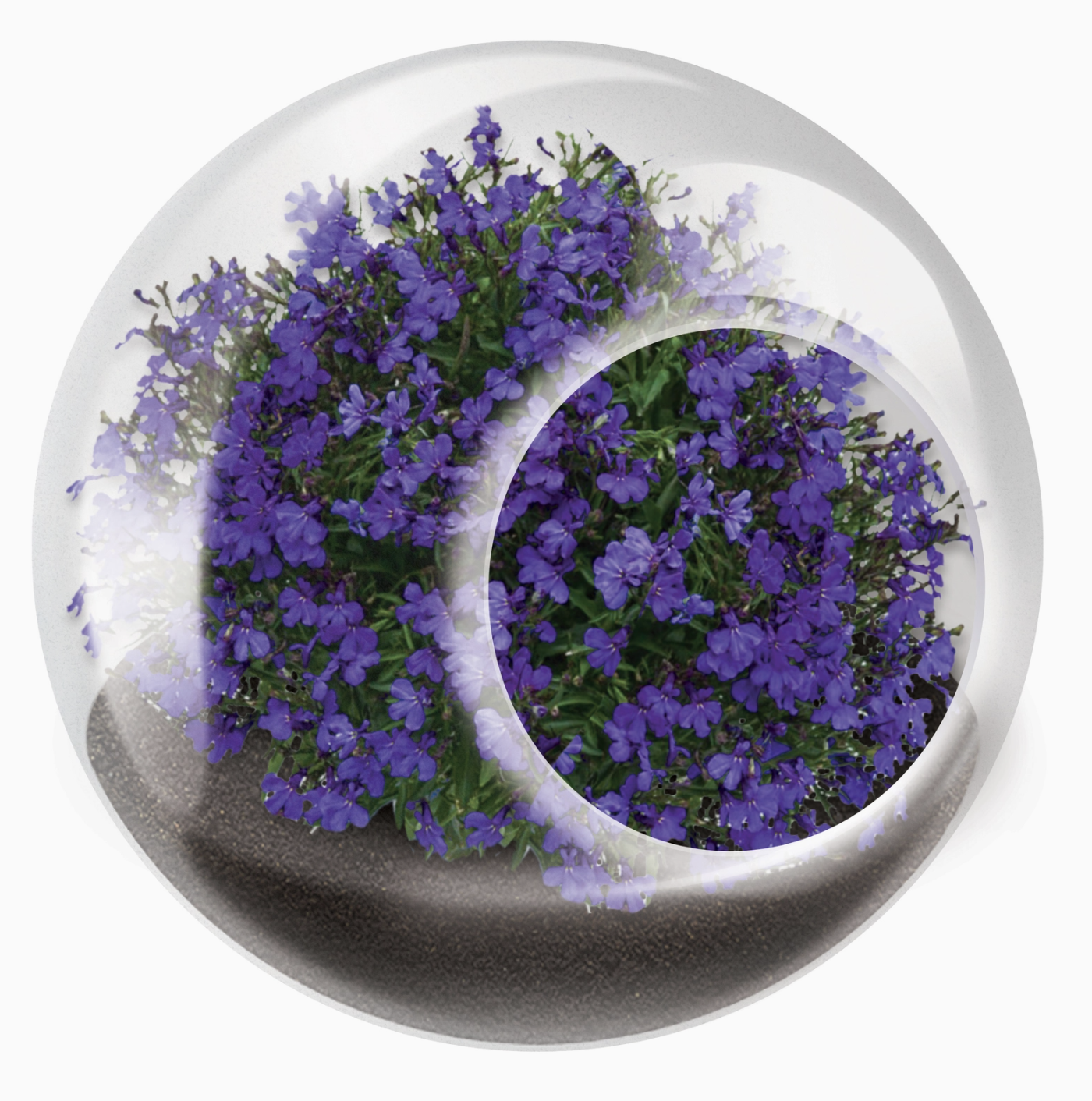 Tiny Terrarium Flowering