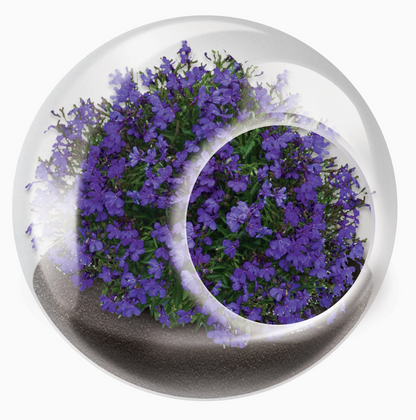 Tiny Terrarium Flowering