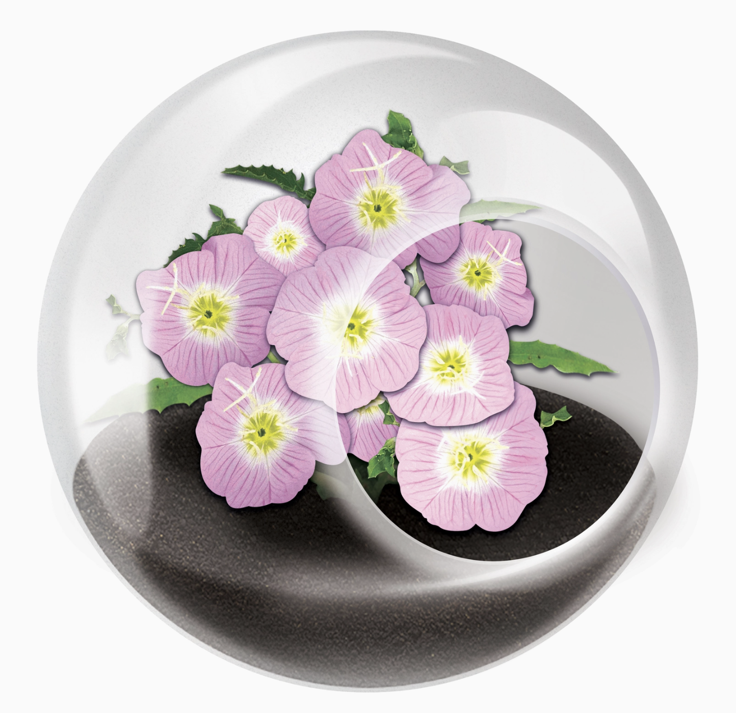 Tiny Terrarium Flowering